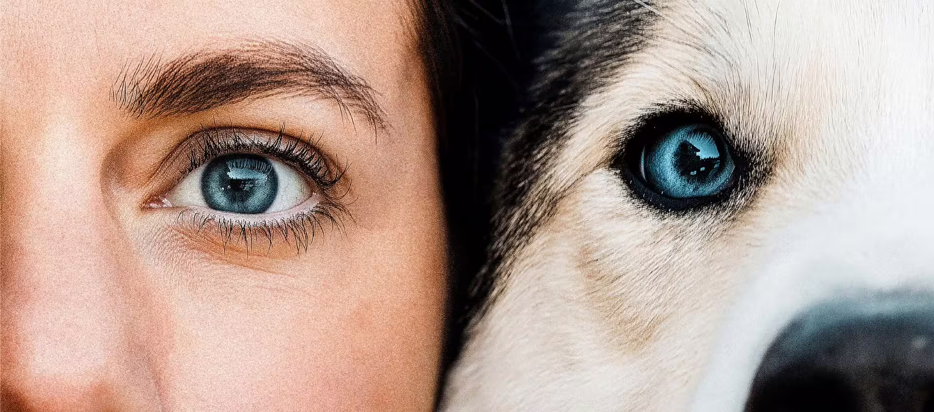 hd header eye to eye husky desktop 1920x1920 1